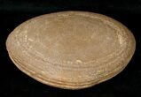 Perleidus Fossil Fish From Madagascar - Triassic #16738-3